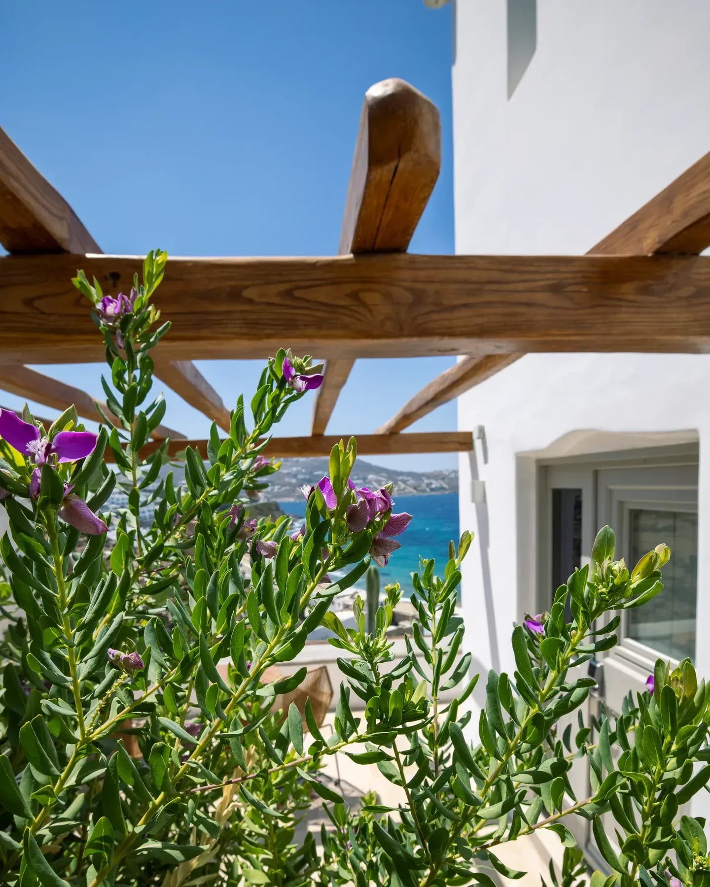 Flowering shrub under a wooden pergola beside a whitewashed wall, the bay beyond